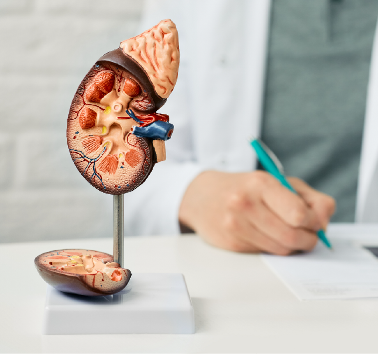 Enfermedad renal: 
                  detección temprana, evaluación y tratamiento 
                  